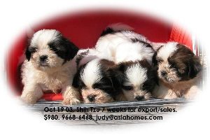 Singapore born puppies for sale: Shih Tzu 7 weeks