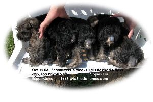 Singapore born puppies for sale: Schnauzers 7 weeks old