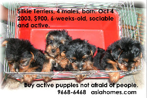 Nov 21 03. Silkie terrier puppies for sale.  9668-6468