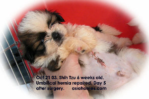 6-week-old Shih Tzu with large umbilical hernia repaired, Singapore
