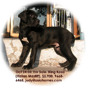 For sale, King Kosa (Italian Mastiff), 9668-6468 asiahomes.com