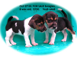 Singaore Beagle puppies for sale. 9668-6468