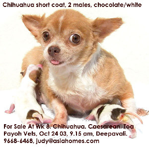 Chocolate chihuahuas for export sale in Dec 24 2003, 9668-6468 judy@asiahomes.com 