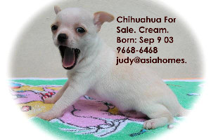 Cream Chihuahua 6 weeks old for sale $1,100, SOLD