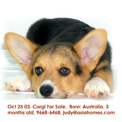 Oct 25 03. Australian import Corgi puppy 3months for sale, 9668-6468