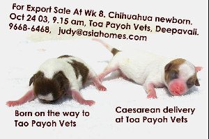 2 chihuahuas born on Deepavali  Oct 24 03, 9am. One Caesarean, One vaginal birth   