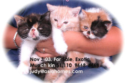 Singapore munchkin kittens for sale, tel 9668-6468