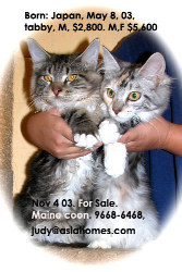 Imported from Japan. Maine Coon for sale, $5,600 Singapore. $2,800 for male. 