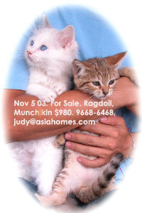Singapore ragdoll, munchkin kittens for sale, tel 9668-6468