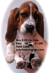 Australian import: basset hound puppy for sale, tel 9668-6468