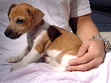 Jack Russell puppy with itchy face. Singapore.