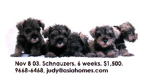 Schnauzer puppies for sale $1,300 - $1,500