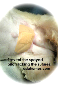 Shih Tzu spayed at 6 months, Toa Payoh Vets, Singapore.