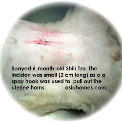 Shih Tzu spayed at 6 months, Toa Payoh Vets, Singapore.