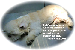 Shih Tzu spayed at 6 months, Toa Payoh Vets, Singapore.