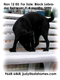 For Sale. Singapore black Labrador is not so popular. Tel 9668-6468.