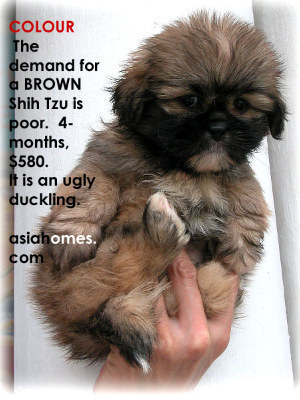 Brown Shih Tzu puppy 4 months old for sale, tel 9668-6468