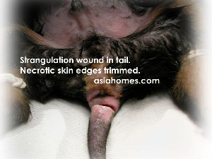 New skin edges cut in an attempt to stitch up Rottweiler's skin of tail