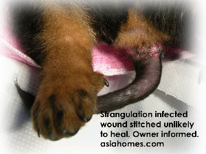 Rottweiler's dying skin edges stitched. Not much hope for healing.