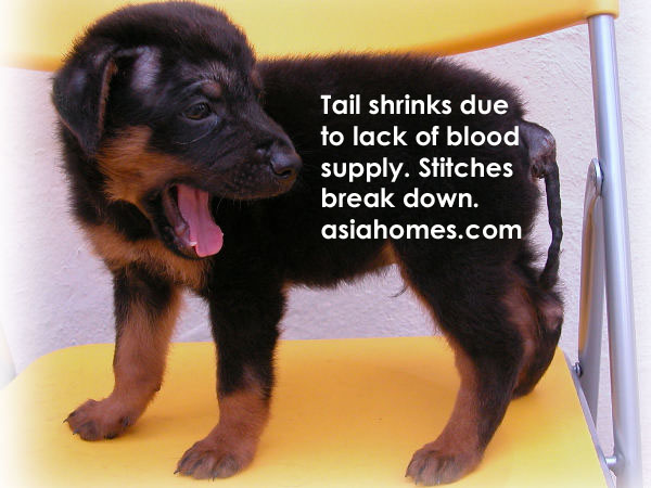 tail docking puppy rubber band butt stitches pray together vets got ve pup