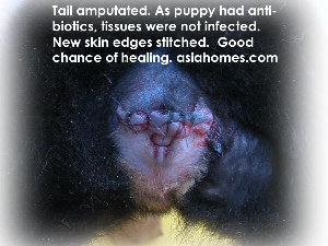 New skin taken to stitch up. No more tail for Rottweiler puppy.