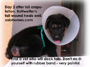 Rottweiler's tail wound heal fast. Sent home to save on vet costs.  