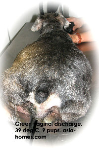 Dark green vaginal discharge from a Schnauzer with 9 puppies