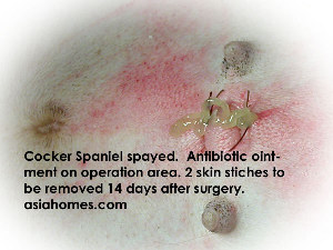 Cocker Spaniel 18 months, spay, 2 stitches, 3 cm long wound