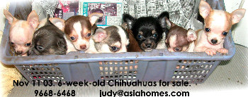 Singapore chihuahua puppies for sale, 9668-6468