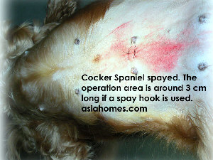 Cocker Spaniel 18 months, spayed