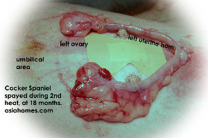 Cocker Spaniel 18 months, spayed, uterus and ovaries of 2nd heat 