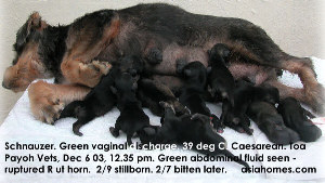 9 puppies in a Schnauzer. 2 stillborn, 7 alive. Just after a Caesarean delivery, Toa Payoh Vets.