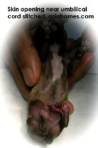 Hole near umbilical cord stitched. Puppy did not survive past 2 days. 