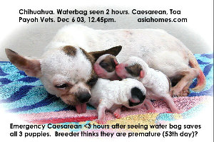 3 healthy Chihuahua pups - 2 water bags seen in mother. Toa Payoh Vets 