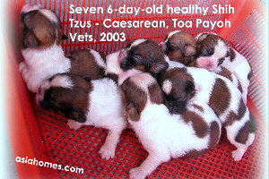 Healthy and good-sized six-day-old Shih Tzus. Singapore