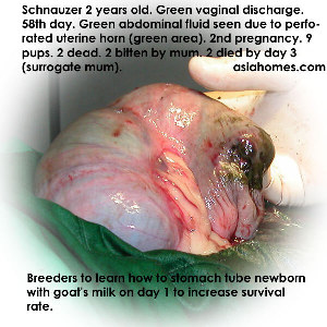 One hole in a uterine horn seen during Caesarean of Schnauzer with 9 puppies 