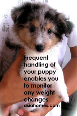 Steady weight gain is an indicator of good health in your puppy. 