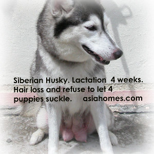 Siberian Husky mother does not want 4-week-old puppies to suckle anymore
