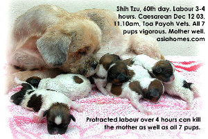 Happy Shih Tzu mother with 7 vigorous puppies 10 min after Caesarean, Toa Payoh Vets