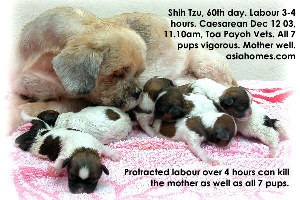 Just-in-time Caesareans - 7 vigorous Shih Tzu puppies, Toa Payoh Vets