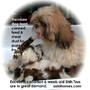 Shih Tzu had Caesarean on 64th day. Water bag burst l hour ago.