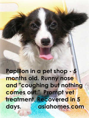 Kennel Cough in an older puppy is not so serious. Toa Payoh Vets