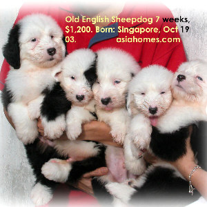 Dec 13 03. Old English Sheepdog puppies for sale, Singapore 9668-6468