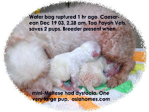 Mini-Maltese timely Caesarean water bag burst 1 hour, vigorous puppies