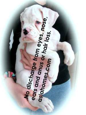 2-month-old White Boxer for sale, Singapore $2,600