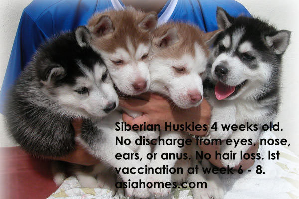 Pics Of Baby Huskies. Siberian Husky still borns