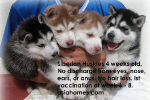 Jan 2 2004.Good sized healthy active 4-week-old Siberian Husky puppies. Toa Payoh Vets. 