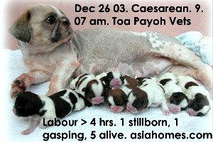 Emergency Caesarean - Shih Tzu, Toa Payoh Vets 