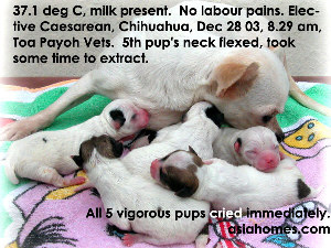Just ripe Chihuahua puppies - a correctly timed elective Caesarean, Toa Payoh Vets