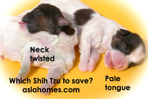 Emergency Caesarean - Shih Tzu, Toa Payoh Vets 